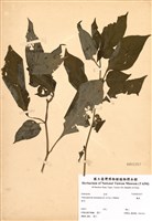 藏品(龍珠)的圖片